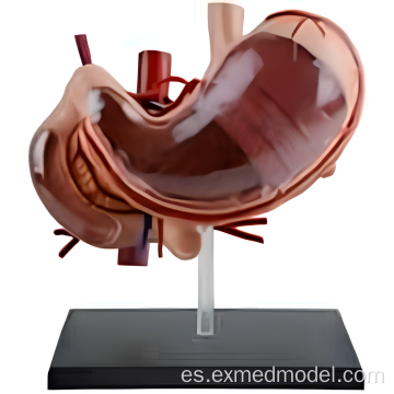 Modelo de anatomía del estómago humano